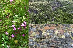 23 Wild Flowers and Bushes, Algae Covered Rock At Lake Victoria On Lake Oesa Trail At Lake O-Hara Morning.jpg